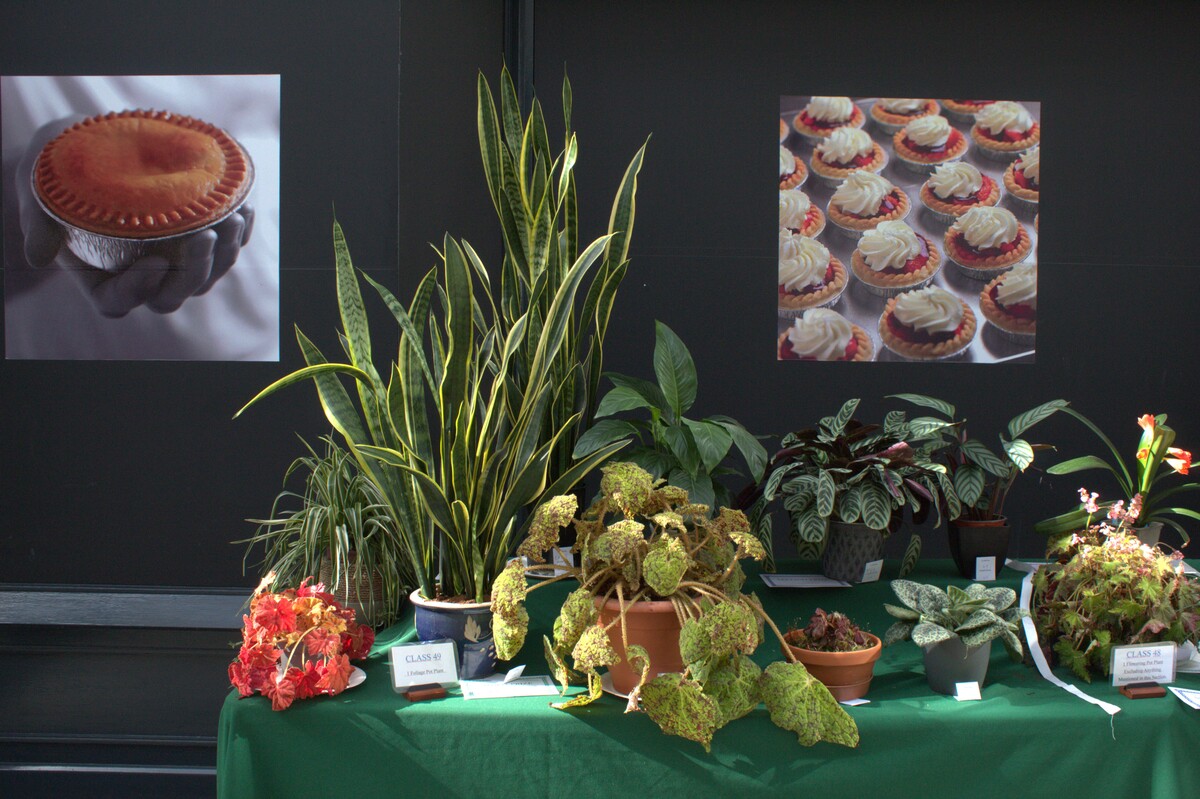 Spring Show 2026 1 foliage pot plant Class